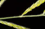 Tapertip cupgrass